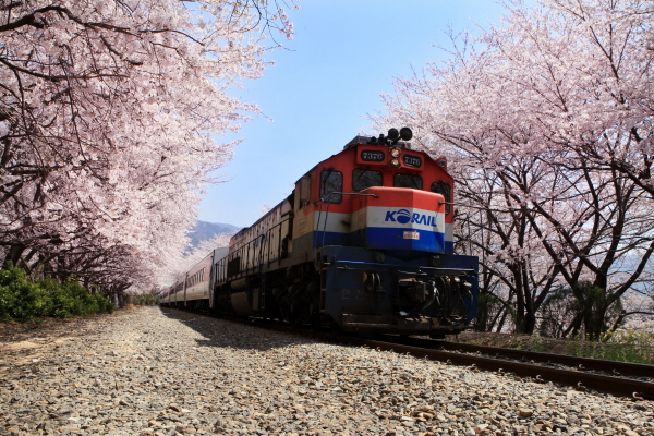 KTX- 진해 벚꽃 기차여행(당일)