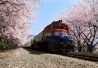 KTX- 진해 벚꽃 기차여행(당일) - 왕복동대구