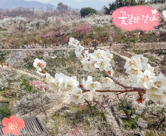 ITX새마을- 남원 & 구례 사성암 & 광양ㆍ매화마을 기차여행(1박2일)-03/11출발